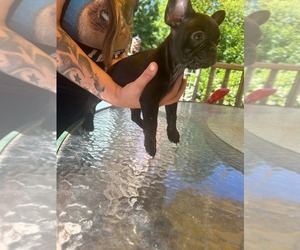French Bulldog Puppy for sale in WILLIMANTIC, CT, USA