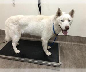 Siberian Husky Dogs for adoption in Pasadena, CA, USA