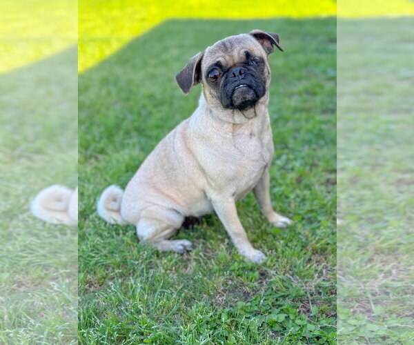 Medium Photo #1 Pug Puppy For Sale in PIPE CREEK, TX, USA