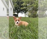 Small Pembroke Welsh Corgi