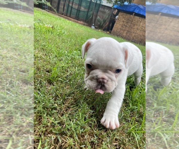 Medium Photo #9 French Bulldog Puppy For Sale in ARLETA, CA, USA