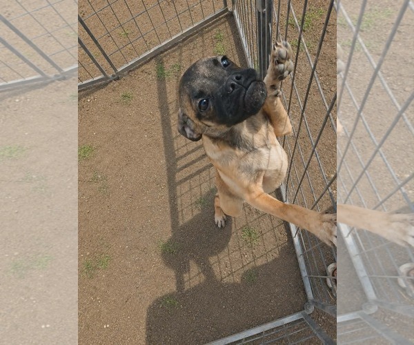 Medium Photo #3 Box-a-Pug Puppy For Sale in Minneapolis, MN, USA