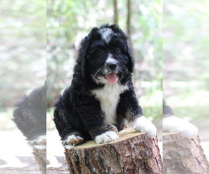 Bernedoodle Puppy for Sale in LAKE LURE, North Carolina USA