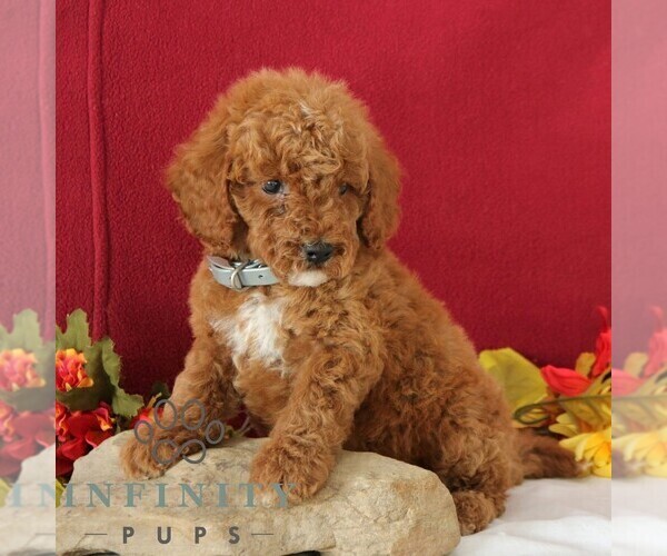 Medium Photo #4 Goldendoodle Puppy For Sale in GORDONVILLE, PA, USA