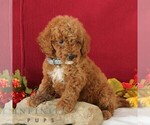 Small #3 Goldendoodle