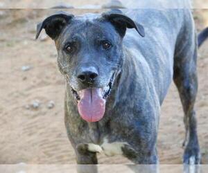 Labrador Retriever-Unknown Mix Dogs for adoption in Tallahassee, FL, USA