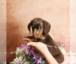 Puppy Dale Dachshund