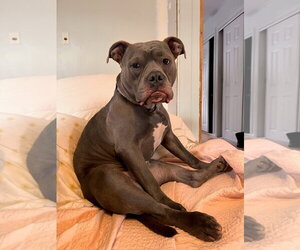 Bulldog-Staffordshire Bull Terrier Mix Dogs for adoption in Brooklyn, NY, USA