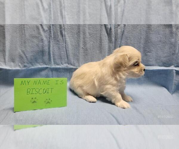 Medium Photo #6 Maltipoo Puppy For Sale in BROOKFIELD, MO, USA