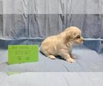 Small #5 Maltipoo