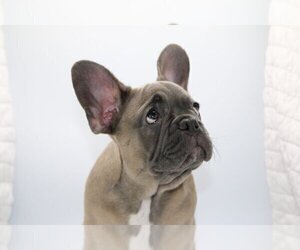 Medium French Bulldog