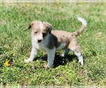Small Border Collie-Poodle (Miniature) Mix