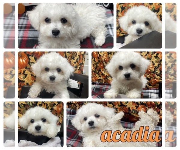 Medium Photo #3 Bichon Frise Puppy For Sale in PICKFORD, MI, USA
