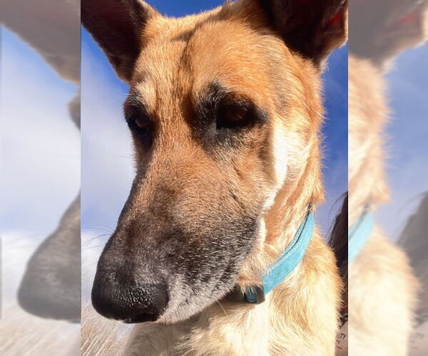 Medium Photo #1 German Shepherd Dog Puppy For Sale in Webster, WI, USA