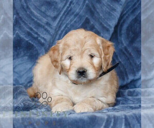 Medium Photo #4 Goldendoodle (Miniature) Puppy For Sale in NARVON, PA, USA