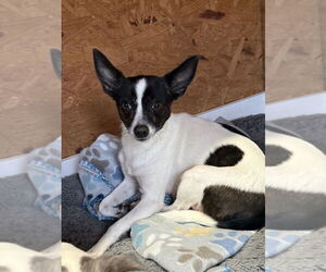 Chihuahua-Unknown Mix Dogs for adoption in Bolivar, MO, USA