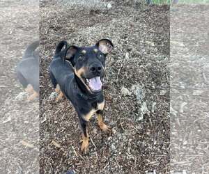 Doberman Pinscher-German Shepherd Dog Mix Dogs for adoption in Aurora, OH, USA