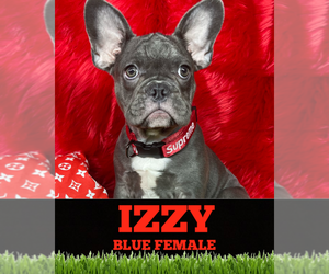 French Bulldog Puppy for sale in HEATHROW, FL, USA