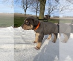 Small Photo #5 Catahoula Leopard Dog Puppy For Sale in GERMANTOWN, IL, USA