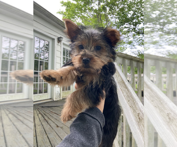 Medium Photo #1 Yorkshire Terrier Puppy For Sale in RICHMOND, VA, USA