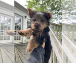 Small Photo #1 Yorkshire Terrier Puppy For Sale in RICHMOND, VA, USA