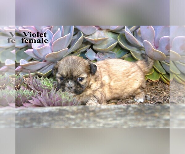 Medium Photo #7 Shih Tzu Puppy For Sale in CLARE, MI, USA