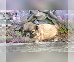 Small #6 Shih Tzu