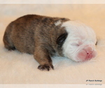 Small Photo #4 English Bulldog Puppy For Sale in WINNSBORO, TX, USA
