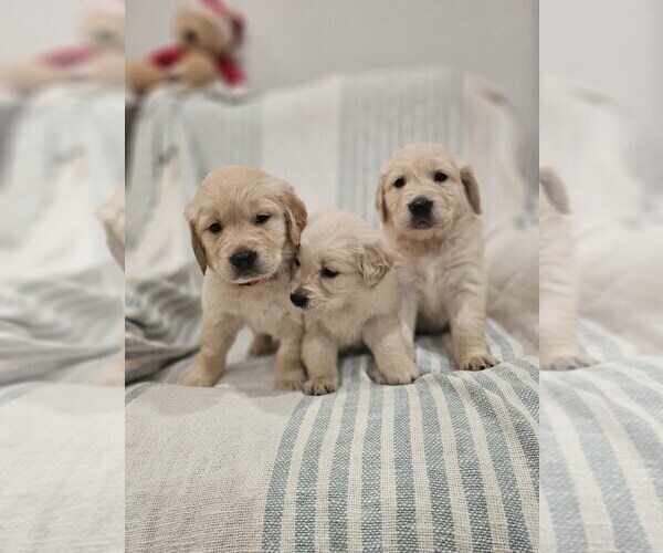 Medium Photo #5 Golden Retriever Puppy For Sale in ELVERTA, CA, USA