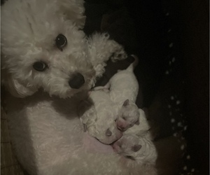 Mother of the Bichon Frise puppies born on 01/06/2023