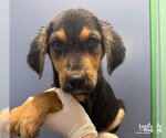 Small Photo #3 Mutt Puppy For Sale in Washington, DC, USA