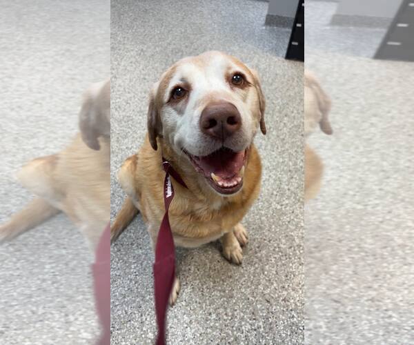 Medium Photo #4 Golden Labrador Puppy For Sale in Holland, MI, USA