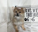 Small Pomeranian