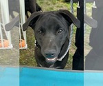 Small #5 Labrador Retriever Mix