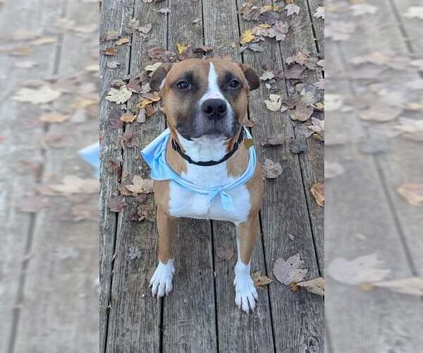 Medium Photo #4 Mutt Puppy For Sale in Louisville, KY, USA