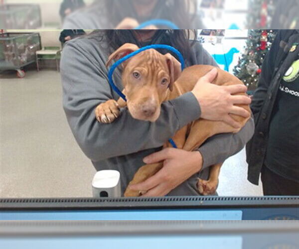 Medium Photo #1 Mutt Puppy For Sale in Louisville, KY, USA