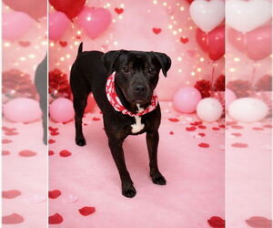 Boxador Dogs for adoption in Rockaway, NJ, USA