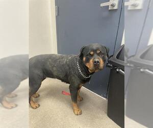 Rottweiler Dogs for adoption in HESPERIA, CA, USA