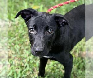 Labrador Retriever-Unknown Mix Dogs for adoption in Yardley, PA, USA