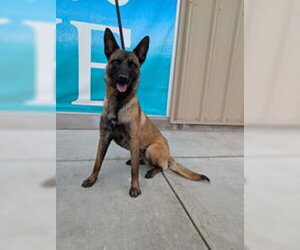 Mutt Dogs for adoption in Salinas, CA, USA