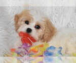 Small Photo #2 Cavachon Puppy For Sale in ELDORADO, OH, USA