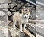 Small #4 Pomsky
