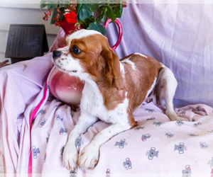 Mother of the Cavapoo puppies born on 05/06/2025