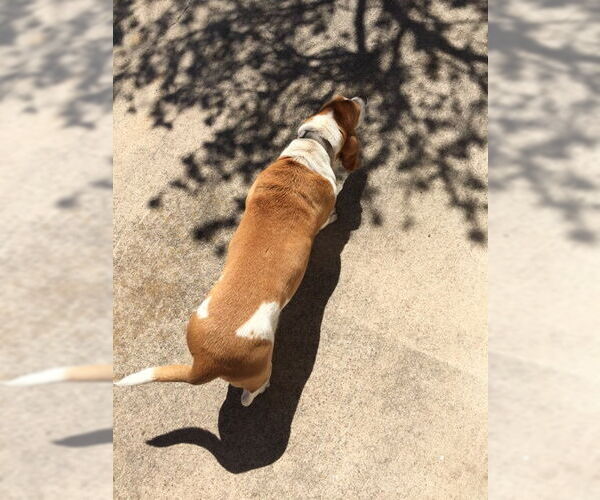 Medium Photo #13 Basset Hound Puppy For Sale in Carrollton, TX, USA