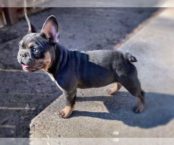 Medium Photo #1 French Bulldog Puppy For Sale in OJAI, CA, USA