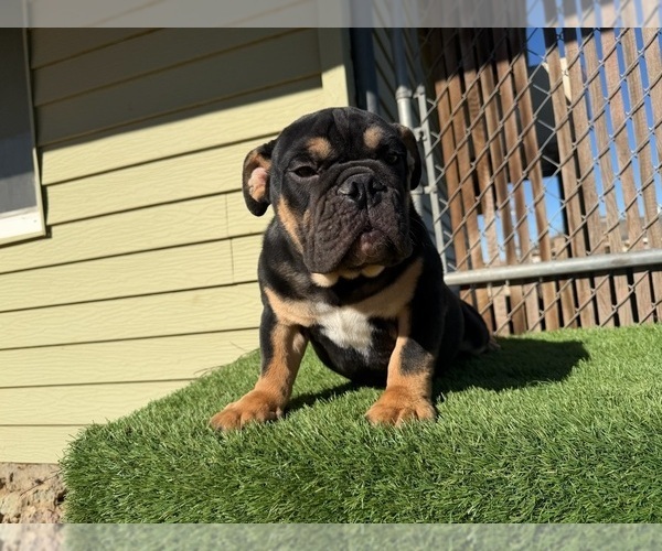 Medium Photo #18 English Bulldog Puppy For Sale in WEST HOLLYWOOD, CA, USA