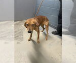 Small Redbone Coonhound Mix