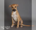 Small #3 Mastador