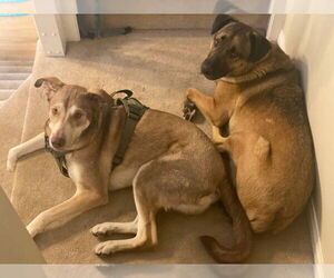 McFly - Male Siberian Husky-Unknown Mix Dog for Adoption - Photo #3