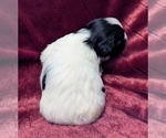 Small #1 Havanese